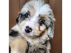 Aussiedoodle Puppy for sale in Spraggs, PA, USA
