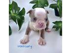 Boston Terrier Puppy for sale in Erin, TN, USA