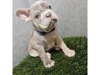 French Bulldog Puppy for sale in San Francisco, CA, USA