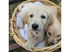 Goldendoodle Puppy for sale in Saint Gabriel, LA, USA