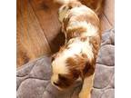 Cavalier King Charles Spaniel Puppy for sale in Montgomery, TX, USA