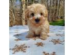 Mutt Puppy for sale in Demorest, GA, USA