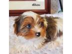 Biewer Terrier Puppy for sale in Orange, VA, USA