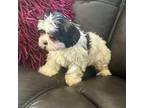 Shih Tzu Puppy for sale in Ellenwood, GA, USA