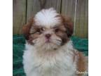 Shih Tzu Puppy for sale in Harrison, AR, USA