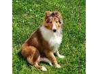 Shetland Sheepdog Puppy for sale in Landenberg, PA, USA