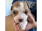 Staffordshire Bull Terrier Puppy for sale in Morriston, FL, USA