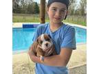 Staffordshire Bull Terrier Puppy for sale in Morriston, FL, USA