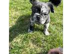 French Bulldog Puppy for sale in Owatonna, MN, USA