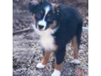 Miniature Australian Shepherd Puppy for sale in York, PA, USA