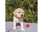Labrador Retriever Puppy for sale in Yucca Valley, CA, USA