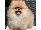 Pomeranian Puppy for sale in Southwest Ranches, FL, USA