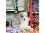 Australian Shepherd Puppy for sale in Marion, VA, USA