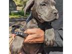 Cane Corso Puppy for sale in Hemingway, SC, USA