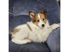 Shetland Sheepdog Puppy for sale in Creighton, MO, USA