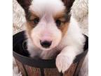 Shetland Sheepdog Puppy for sale in Creighton, MO, USA