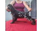 Cocker Spaniel Puppy for sale in Brooksville, FL, USA