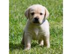 Labrador Retriever Puppy for sale in Bowersville, GA, USA