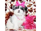 Shih Tzu Puppy for sale in Austin, TX, USA