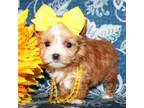 Yorkshire Terrier Puppy for sale in Austin, TX, USA