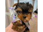Yorkshire Terrier Puppy for sale in Stafford, VA, USA