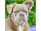 French Bulldog Puppy for sale in Coos Bay, OR, USA