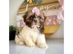 Female shihtzu