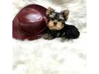 Yorkshire Terrier Puppy for sale in Greensburg, LA, USA