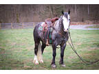 Fancy Silver Dapple Registered Gypsy Vanner Sport Horse Gelding