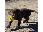 German Shorthaired Pointer Puppy for sale in Wessington, SD, USA