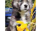 Siberian Husky Puppy for sale in Olympia, WA, USA