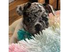 French Bulldog Puppy for sale in Summersville, WV, USA