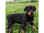 Rottweiler Puppy for sale in Richfield, PA, USA