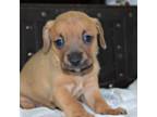 Dachshund Puppy for sale in Brentwood, TN, USA