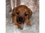 Dachshund Puppy for sale in Brentwood, TN, USA