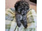 Schnoodle Male 2