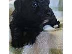 Schnoodle Female 2