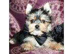 Yorkshire Terrier Puppy for sale in Austin, TX, USA