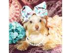 Yorkshire Terrier Puppy for sale in Austin, TX, USA