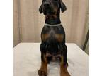 Doberman Pinscher Puppy for sale in Brattleboro, VT, USA