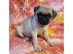 Pug Puppy for sale in Clintonville, WI, USA