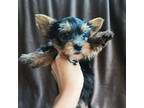 Yorkshire Terrier Puppy for sale in Mc Connells, SC, USA