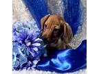 Dachshund Puppy for sale in Becker, MN, USA