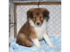 Shetland Sheepdog Puppy for sale in Fredericksburg, OH, USA