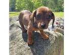 Dachshund Puppy for sale in Ellijay, GA, USA