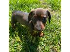 Dachshund Puppy for sale in Ellijay, GA, USA