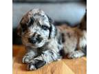 Goldendoodle Puppy for sale in Green Mountain, NC, USA