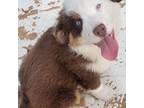 Australian Shepherd Puppy for sale in Winchester, VA, USA
