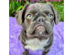 French Bulldog Puppy for sale in Coos Bay, OR, USA