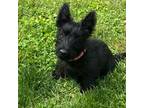 Scottish Terrier Puppy for sale in Noble, IL, USA